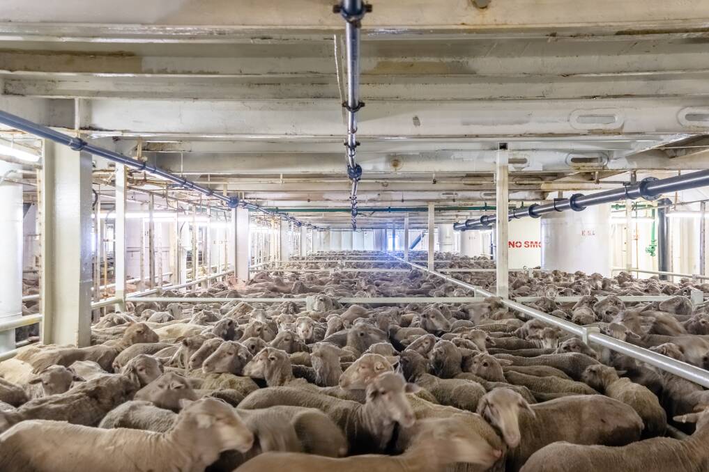 The newly appointed 2024 Dry Season Taskforce identified that WA sheep producers had "excess stock in the system" and needed a "relief valve". Photo by The Livestock Collective.