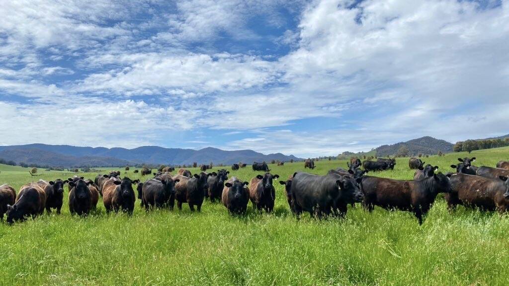 Cattle and calve producers will contribute $9.3m per annum, or 18pc of the entire biosecurity protection levy under the GVP calculations. Picture supplied.