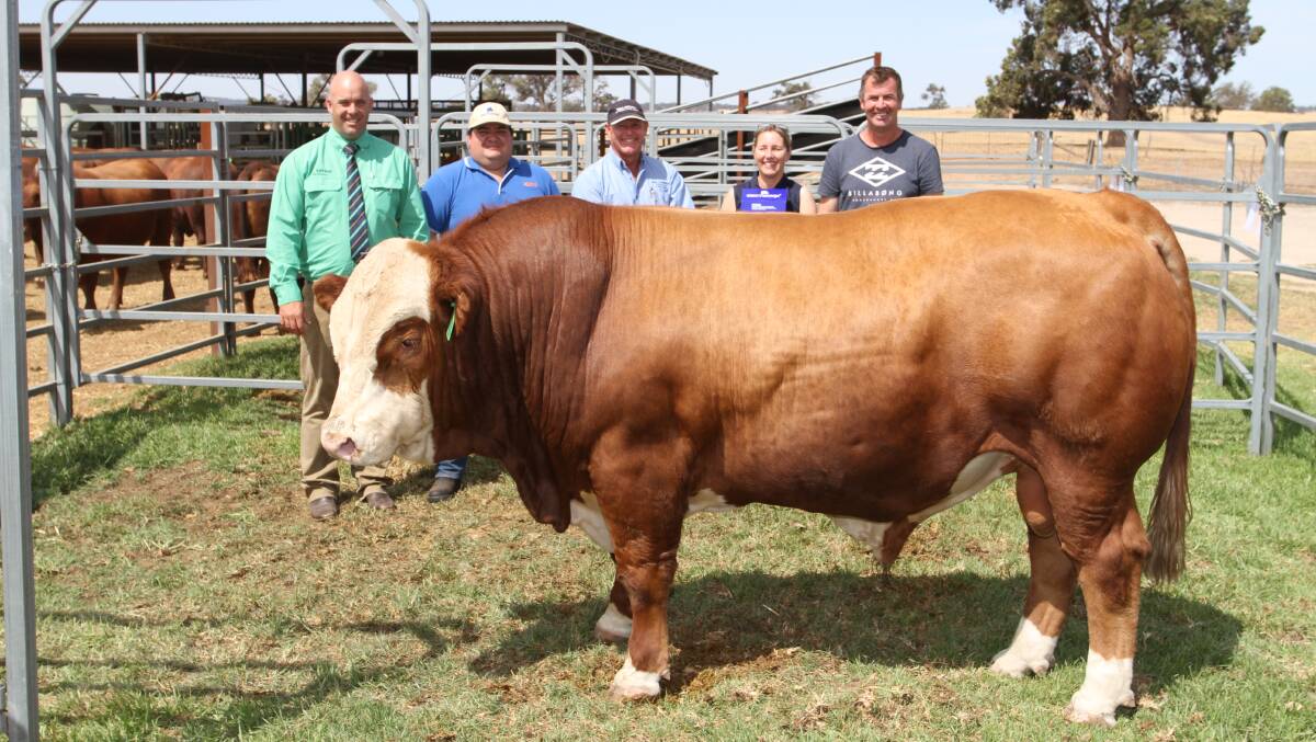 Simmental bull values reached $13,000 at the Cowcher family's 32nd annual Willandra Simmental and Red Angus on-property bull sale at Williams last week. With the sale's top-priced bull Willandra President P64 were Landmark Williams agent Ben Kealy (left), top-priced bull sponsor Jarvis Polglaze, Zoetis, Willandra stud co-principal Peter Cowcher and buyers Jenny Maye and Danny Partridge, Tullamore Park Simmental stud, Busselton.