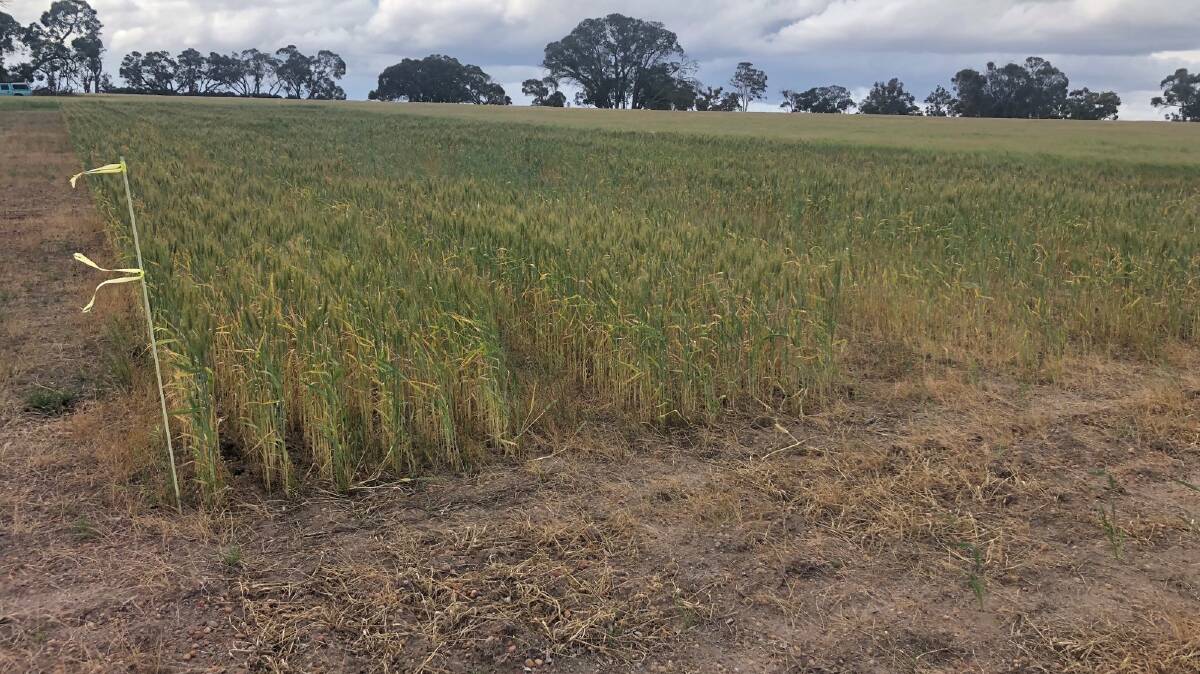 A Kojonup wheat crop trial of fertiliser boosted with manganese and zinc derived from recycled batteries by Envirostream. The section crop to the left received the treatment, while the area to the right is the control where no fertiliser was used.