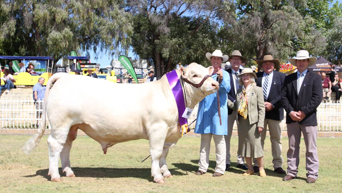 Morgan Yost (left), Liberty Charolais and Shorthorn studs, Toodyay, Royal Agricultural Society of WA president Paul Carter and judges Fiona Sanderson, Boonah, Queensland, Peter Cook, Barana Simmental and Shorthorn studs, Coolah, New South Wales and Andrew Raff, Raff Angus stud, King Island, Tasmania, with the junior champion interbreed bull Liberty Pathfinder.