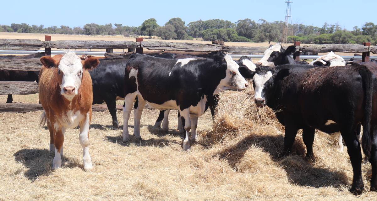 The Nancarrows aim to sell their weaners into the milk-fed vealer market at about 200 to 230 kilograms dressed weight.