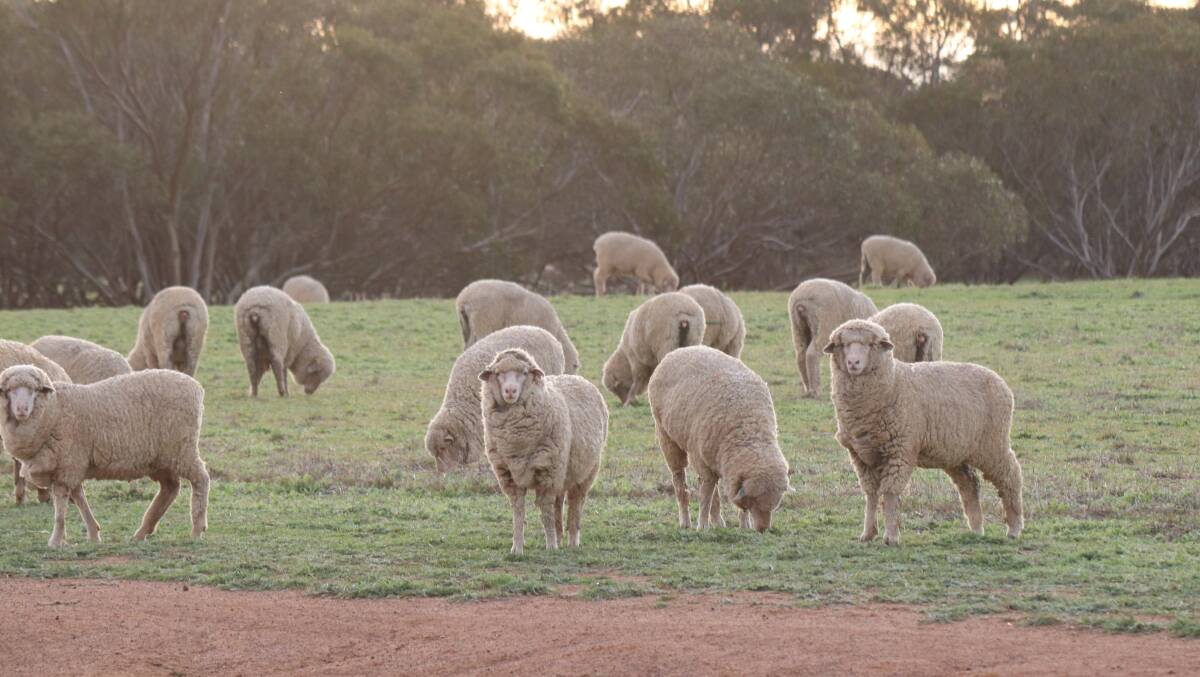  The Tyson's farm is 4300 hectares on which they run a Merino breeding flock of 3000 head.