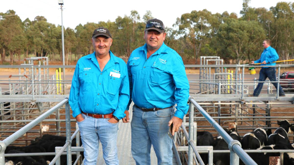 On the rail before the sale were Nutrien Livestock Peel representative Ralph Mosca (left) and Nutrien Livestock, Manjimup representative Brett Chatley. The Nutrien Livestock team dressed in special blue shirts to promote charity Dollys Dream.