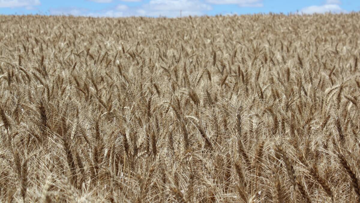 Researchers look into herbicide-tolerant wheat