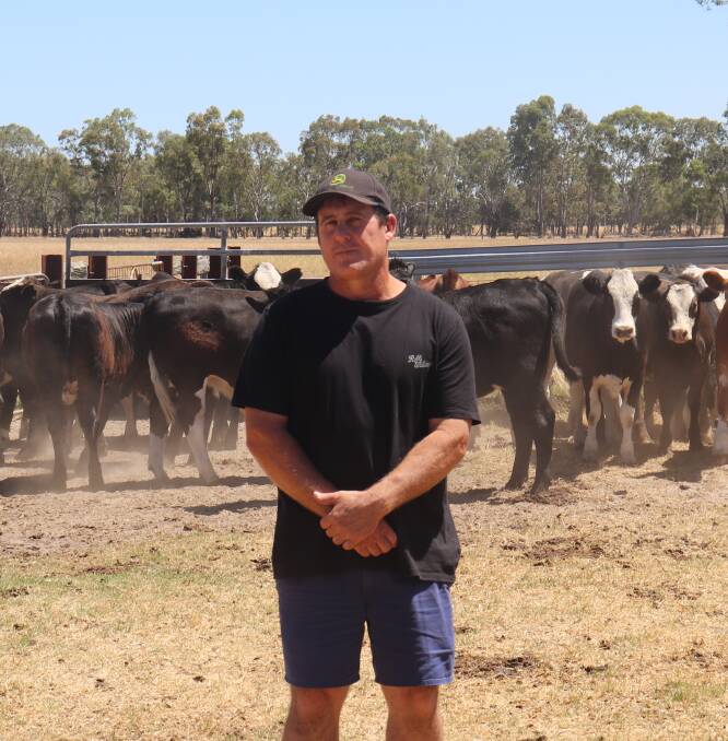 Todd Nancarrow with some of his 2019-drop weaners which are sired by Willandra Simmental bulls and out of first-cross females.