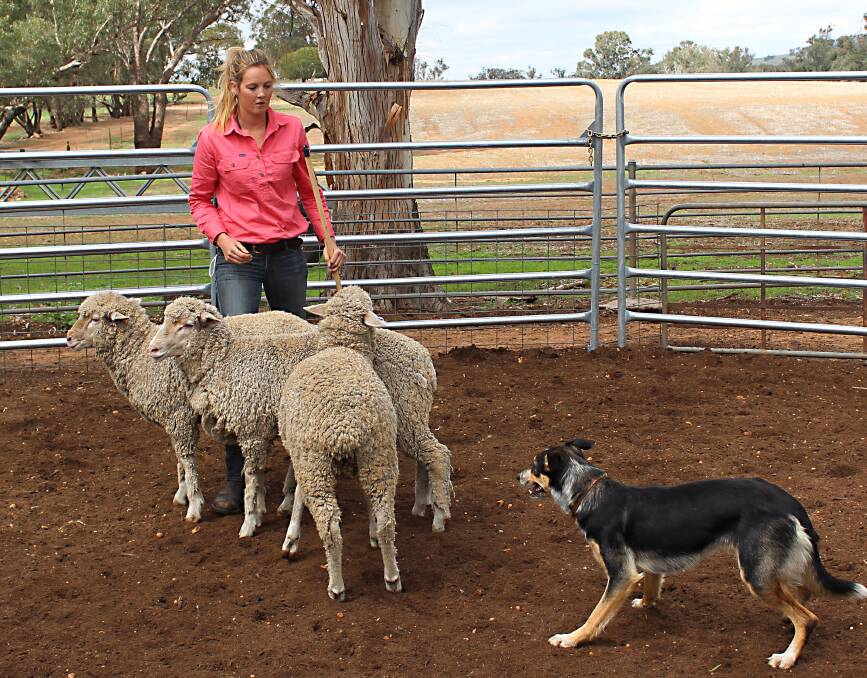 Jess Buller from Darkan working sheep for the first time with borrowed Border Collie Indie at a previous Ben Page Fundamentals school in WA.