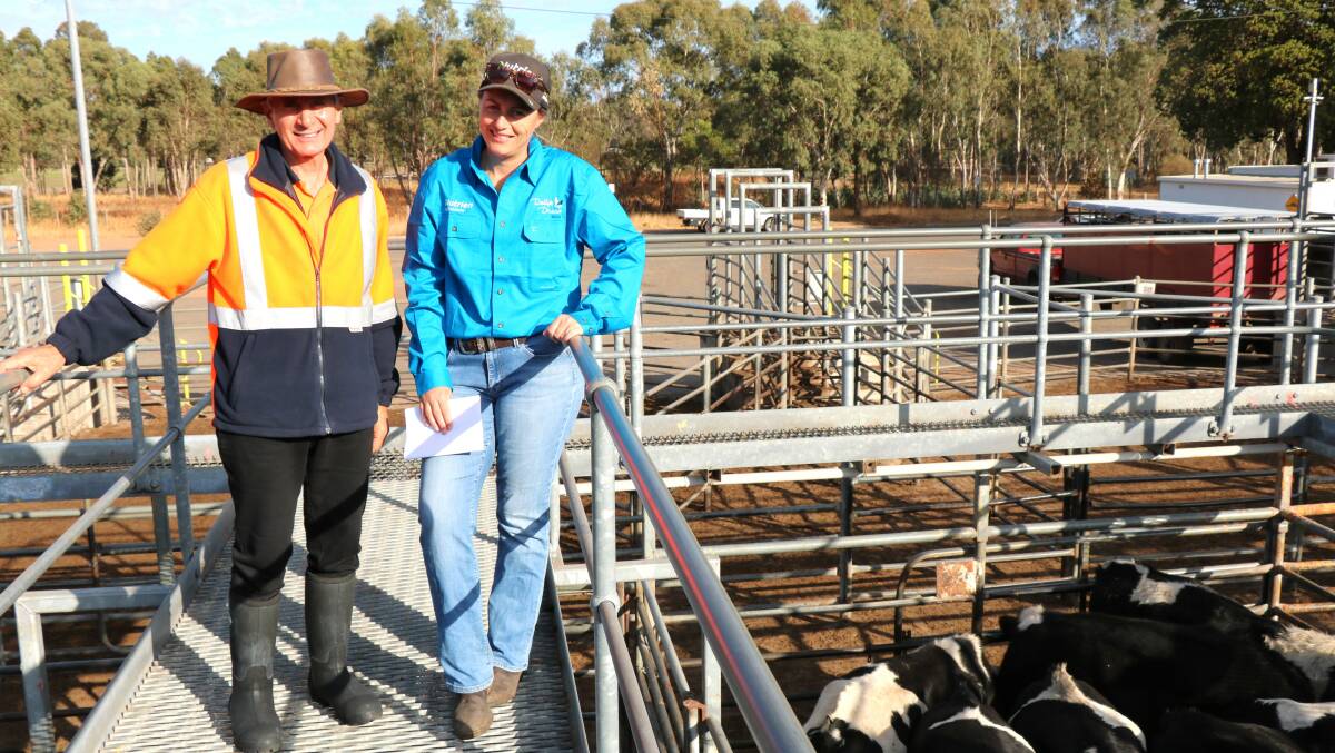 Laurie Sorgiovani, Harvey, was on the rail with Nutrien Livestock Brunswick/Harvey representative Lyndsay Flemming, looking over the steers he had on offer in the sale. His top pen for the day was a line of Montbeliarde steers making $983.