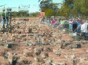 Consequences to shutting down live sheep trade