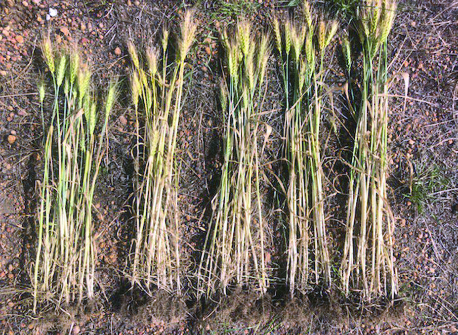 Samples from five trial areas of a Kojonup wheat crop, from left, no fertiliser control, commercial treatment one, commercial treatment two, Envirostream recycled battery micronutrients treatment one and Envirostream recycled battery micronutrients treatment two.