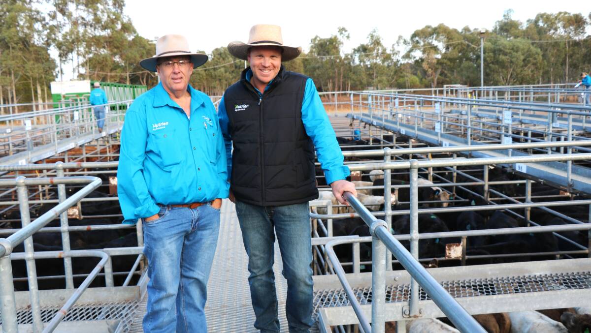 Checking out the offering before the sale were Nutrien Livestock South West manager Mark McKay (left) and newly-appointed Nutrien Livestock WA operations manager Matt Watts.
