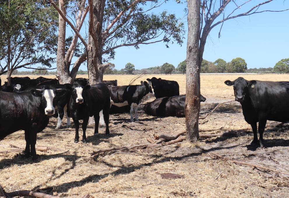  The Nancarrows run a first-cross female herd on their farm at Pinjarra and they like the temperament and ease of handling the first-cross female.