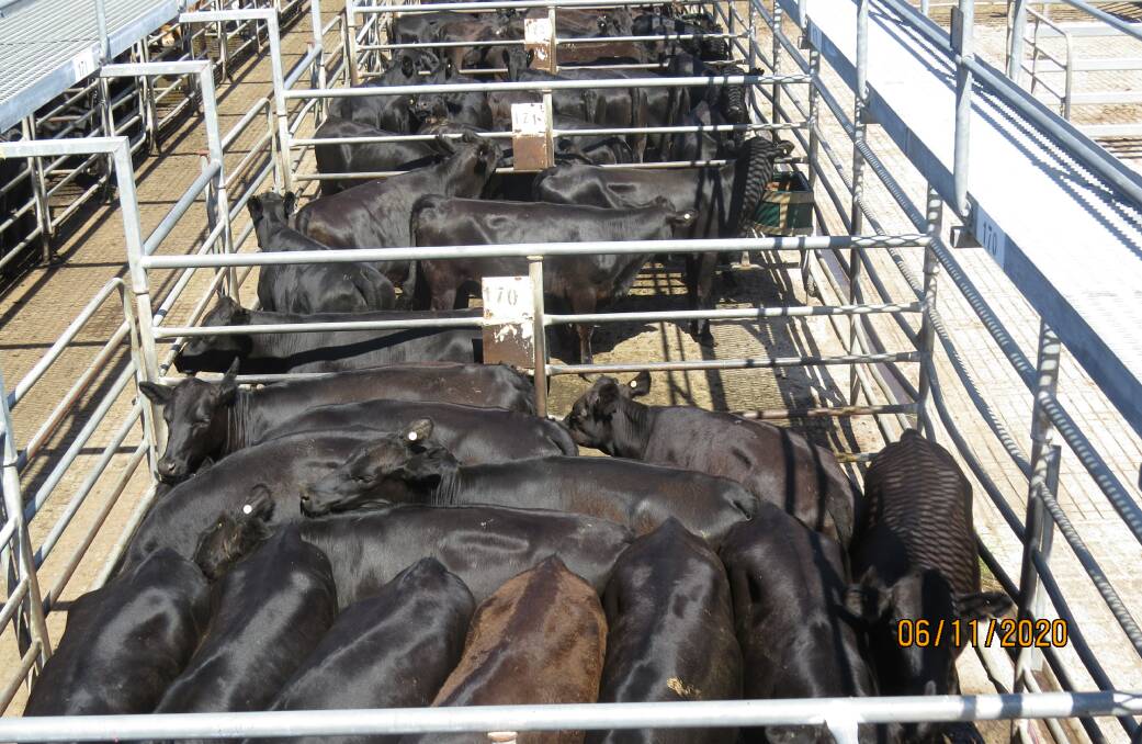 There will be plenty of beef steers and heifers in this month's Nutrien Livestock Boyanup store sale on Friday, December 4 and in a change to proceedings they will lead the sale.