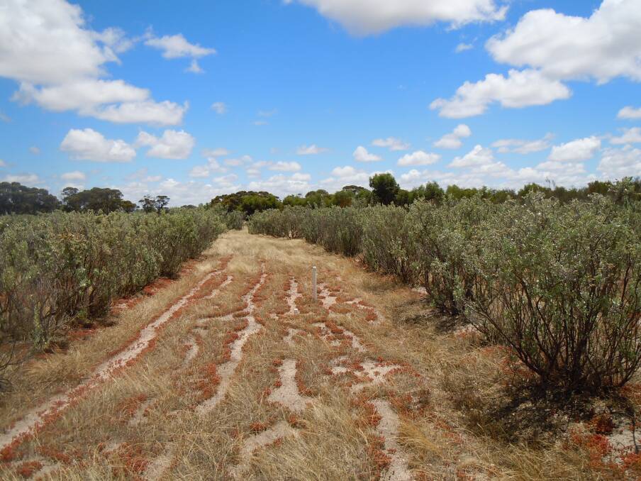 While there has been research on saltbush, it's predominantly been from the perspective of animal fodder and grazing.