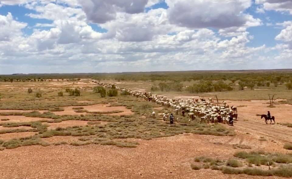 The Warby family were busy moving cattle to better pastures at Phillip Creek, Tennant Creek, last week. 