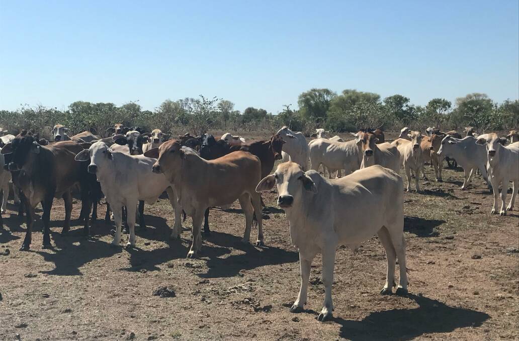 Cattle at Tennant Creek. Photo: Katherine Warby 