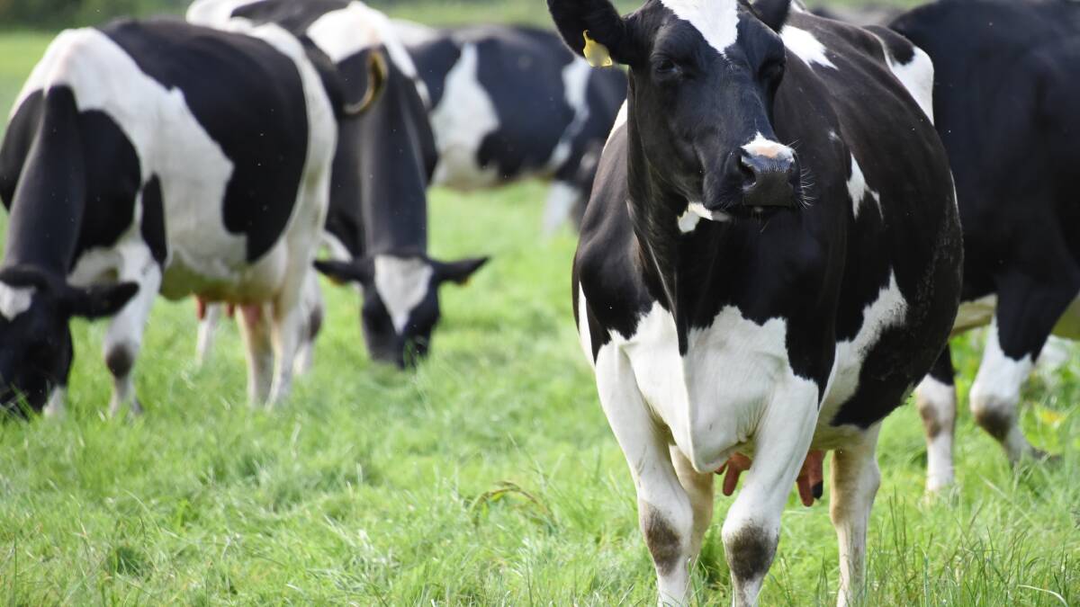 ABARES forecasts falling milk price until 2024