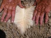 Woolgrowers will vote later this year on what percentage the AWI levy should be.