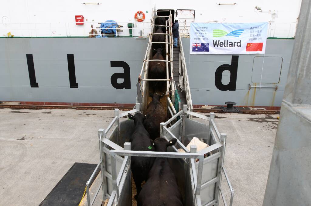 FAST BOAT TO CHINA: A big lift in China's demand for breeding cattle has helped trigger a spike in live cattle exports from Australia in the first five months of this year. 