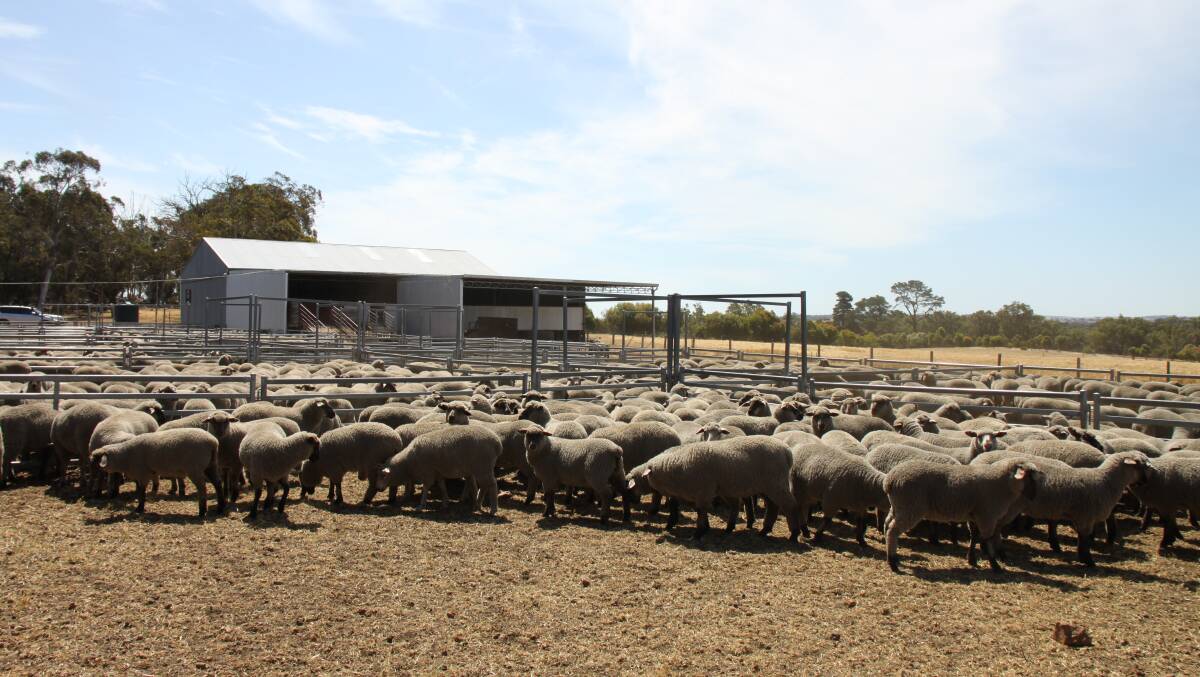 The property is operated with 60 per cent to sheep and 40pc to cropping which includes a breeding flock of 6000 ewes.