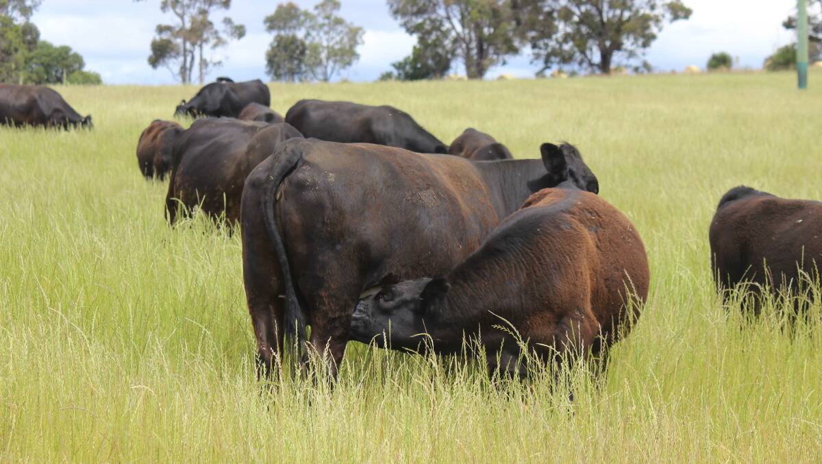 The Angus cattle on Norwood Estate are based on Diamond Tree bloodlines.