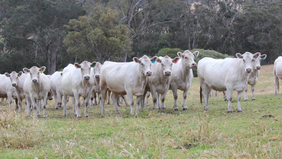 A line of 40 rising 2.5yo Murray Grey heifers from Brian James' Kalgan property will be offered at the Elders Ray Norman Memorial Breeder Sale.