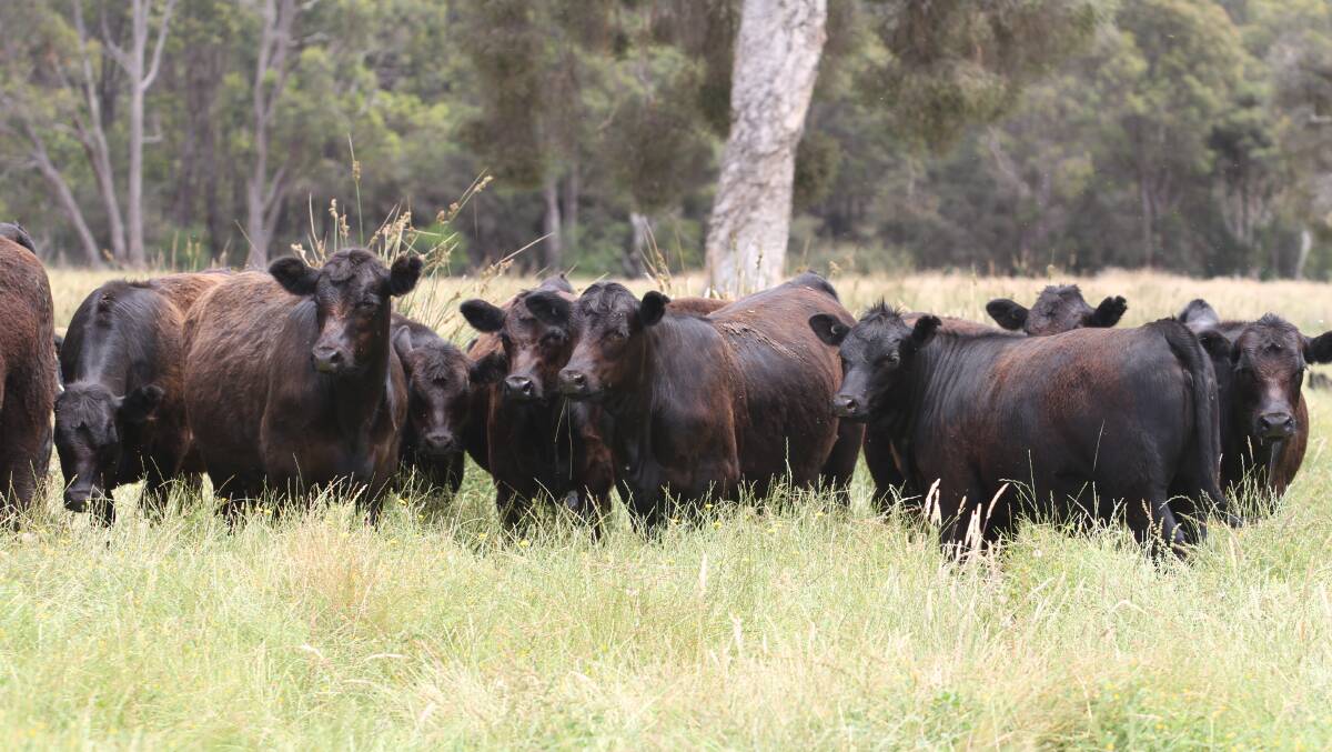 Black Simmental-Angus heifer weaners of the Yates Family Trust, Collie, who will be among the volume vendors at the Elders weaner sale at Boyanup on Wednesday, January 16, 2019, with a draft of 70 Black Simmental-Angus cross heifer weaners.