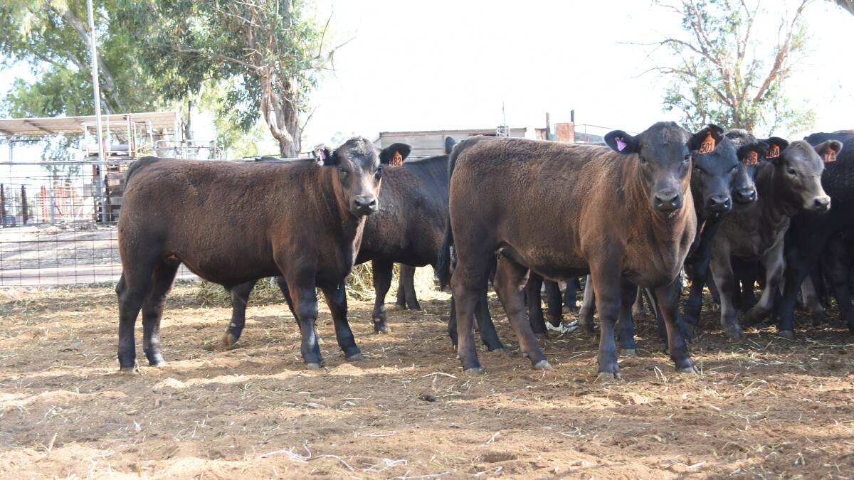 An example of the Black Simmental-Angus cross weaners which will be offered in the sale by Alcoa Farmlands, Pinjarra and Wagerup. In the sale Alcoa Farmlands will offer 60 Black Simmental-Angus cross weaners and 20 Angus weaner steers.