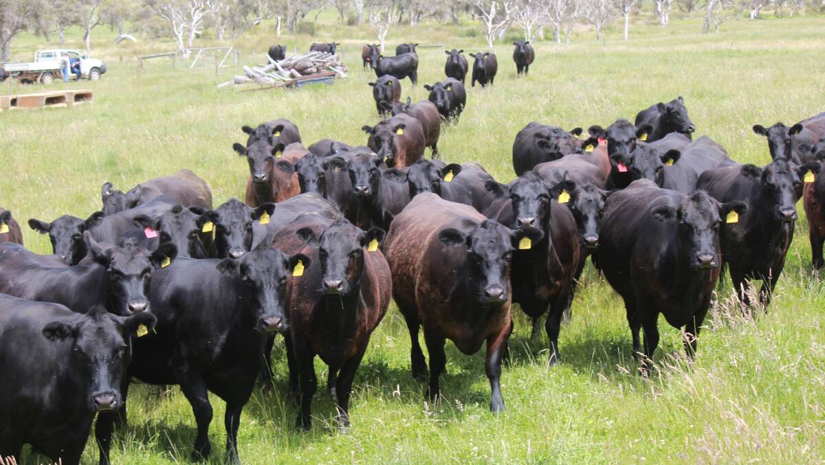 The Young family, Hillcrest Farms, Youngs Siding and Walpole, will offer up 65 Angus breeders that are mostly second and third calvers, with some rising fourth calvers.