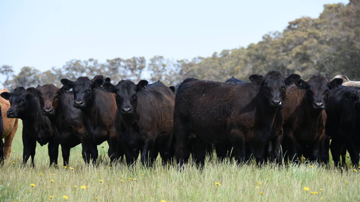 An example of the February-drop heifer weaners on offer from the Telini family, G & RM Telini, Dardanup. The weaners are sired by Angus-Limousin bulls and out of Angus and Murray Grey cows.