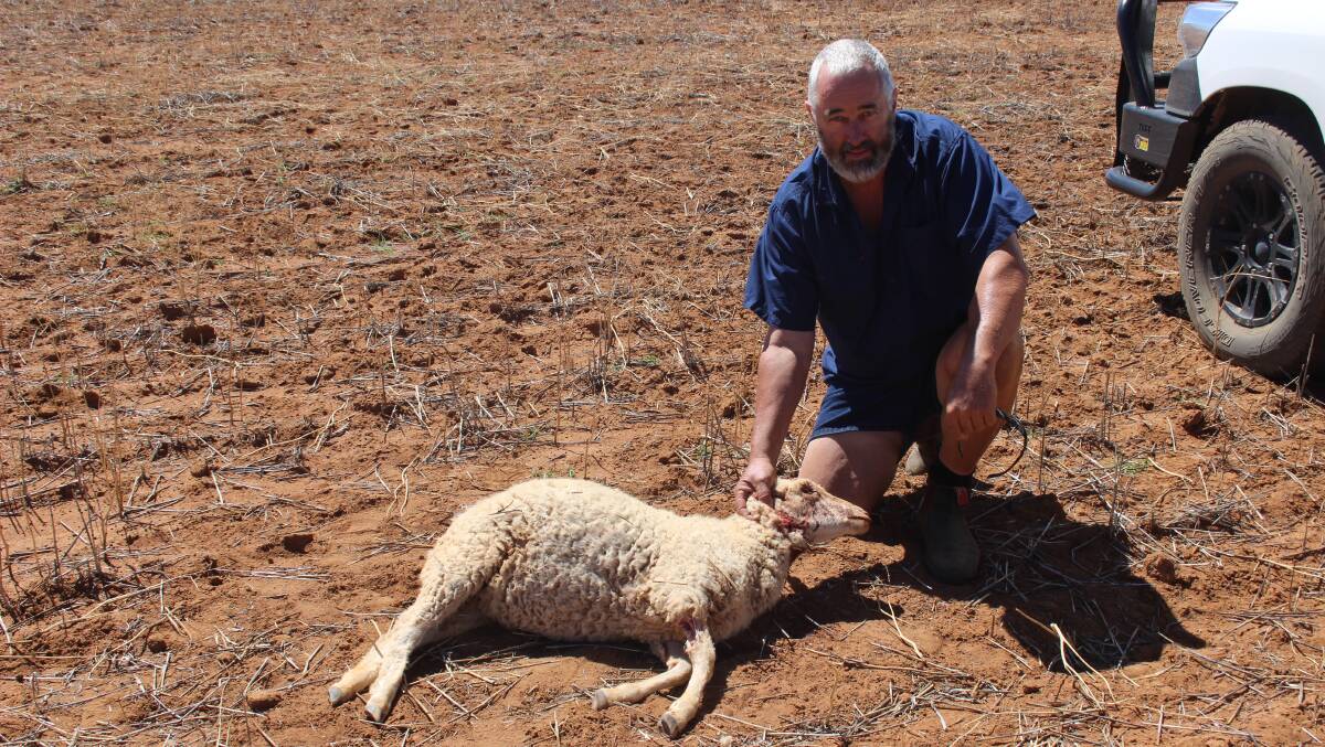 Pastoralists and Graziers Association of WA livestock committee chair Chris Patmore highlighting the scourge of wild dogs on sheep producers.