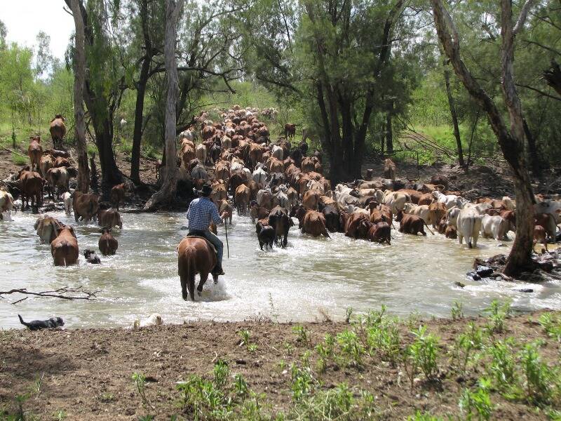 Mustering on a Northern Territory cattle station which is covered by a shale gas exploration licence.