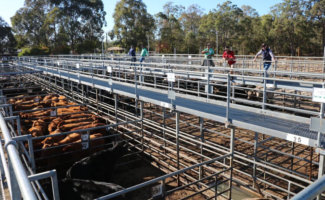 Better quality lines of beef steers and heifers and those with good weights sold at better than expected prices.