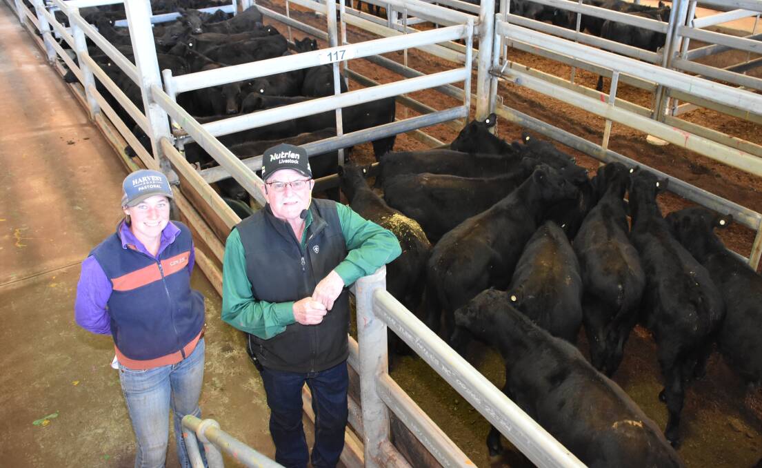 Mt Gerizim Farms Pty Ltd, Dandaragan, was a major vendor of Angus steers and heifers at last weeks Nutrien Livestock Muchea store cattle sale. Looking over the lines of steers offered by the enterprise were Mt Gerizim Farms livestock overseer Ashlee Topham and Nutrien Livestock, Dandaragan/Badgingarra agent and sale auctioneer Brad Keevers. The Mt Gerizim Farms steers sold up to $897 and its heifers made up to $457.
