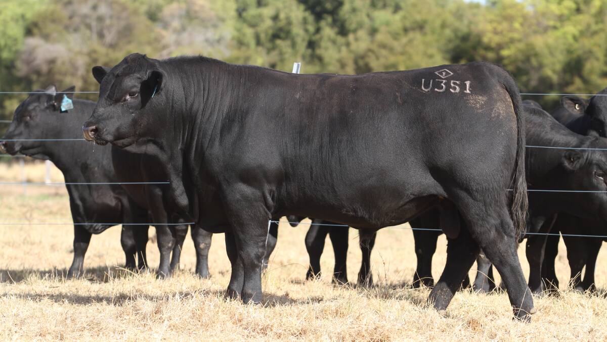 Gandy Iceman U351 (by Texas Iceman R725) sold for the sales $10,000 fourth top price to a Nutrien Livestock Esperance account.
