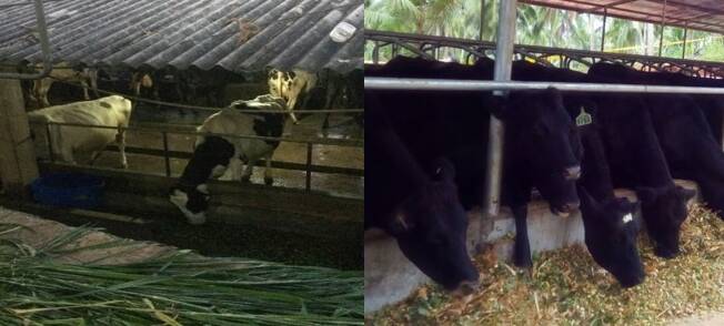 Facilities in Sri Lanka before (left) and after (right) upgrades to receive Australian cattle.