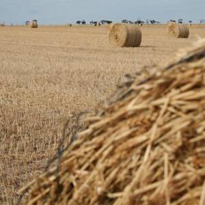 Dry season sets up oaten hay seed shortage