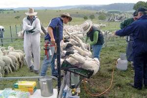 Producers urged to check sheep for signs of flystrike