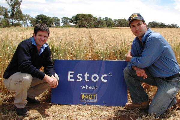Australian Grain Technologies SA/Vic Marketing Manager Dan Vater and Roseworthy-based Senior Wheat Breeder Dr Haydn Kuchel with a demonstration plot of the new Estoc wheat.