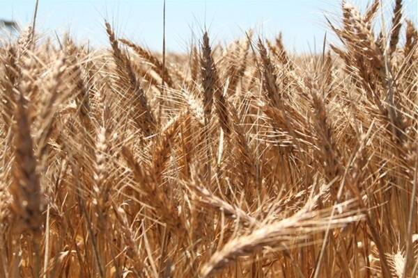  Figures have shown the national harvest at about 25 per cent complete and WA has seen one of its smallest wheat production estimates in a very long time.