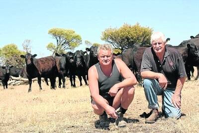 Shane (left) and Roger Sleight, Pinjarra, believe the use of Black Simmental bulls has given their calves the extra boost in weight gain and carcase yield.