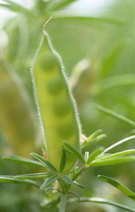 An Australian first for lupin genome project