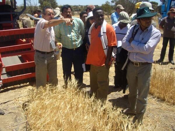 Dr Salvatore Ceccarelli (left), ICARDA Syria, discusses breeding methodology with Mr Narayanan, India, Mr Rahman, Bangladesh and Mr Mulugeta from Ethiopia at the InterGrain barley breeding paddock in Wongan Hills.