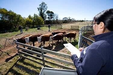 CSIRO to measure how farm animals 'feel'