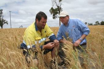  Daniel King (left), Calingiri and Custom Composts' David Sharp checking evidence of PICKEN remaining in the soil.