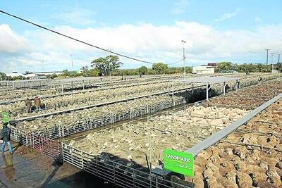 The Shire of Katanning will receive $17 million of State Government funding to build a new sheep saleyard facility.