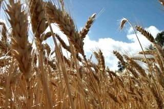 Grain outlook positive despite weather and volatility