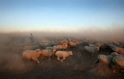 Livestock flocking to Victoria’s greener pastures