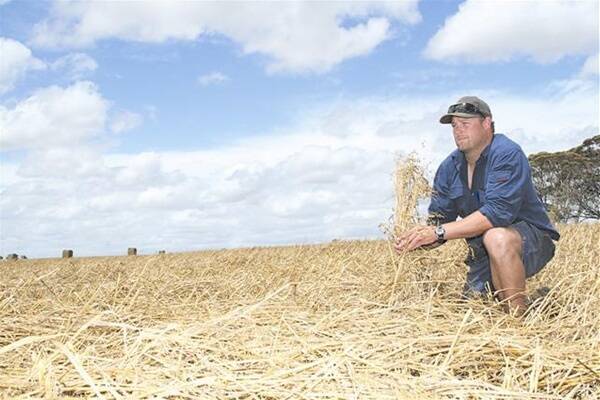 CUNDERDIN farmer Rowan Fulwood demonstrates how tall this oat crop was standing before unseasonal storms struck the family's property on Thursday afternoon.