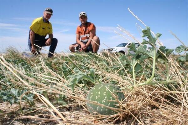 Al (left) and son Brendan Whyte, Kondinin, will undertake a huge summer spraying program to get rid of melons and a number of other weed species after receiving 120mm of rain over two days during the late stages of their 2011/12 harvest.